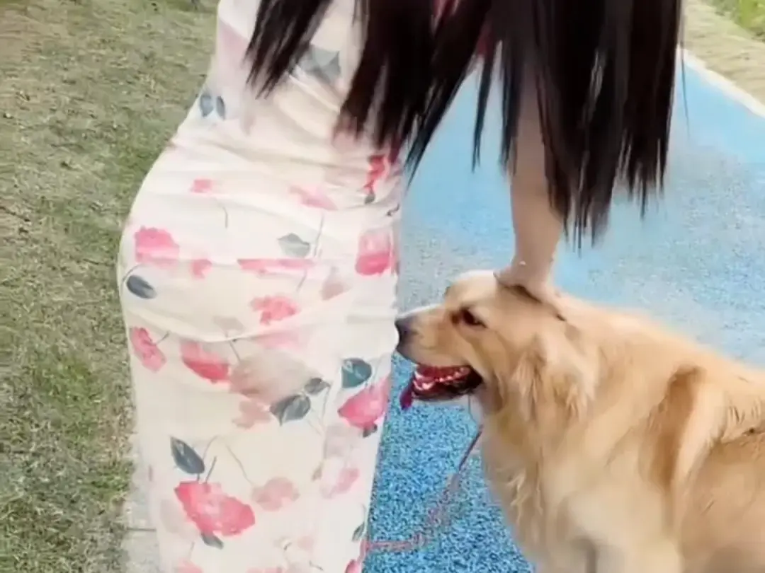 《抖音香香公主与爱犬金毛》科普视频完整版-在线免费观看-抖音香香公主与爱犬直播回放网盘资源免费领取-高清无广告播放